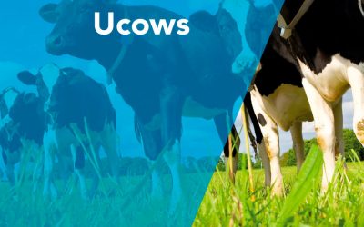 TDconsulting presenta UCOWS